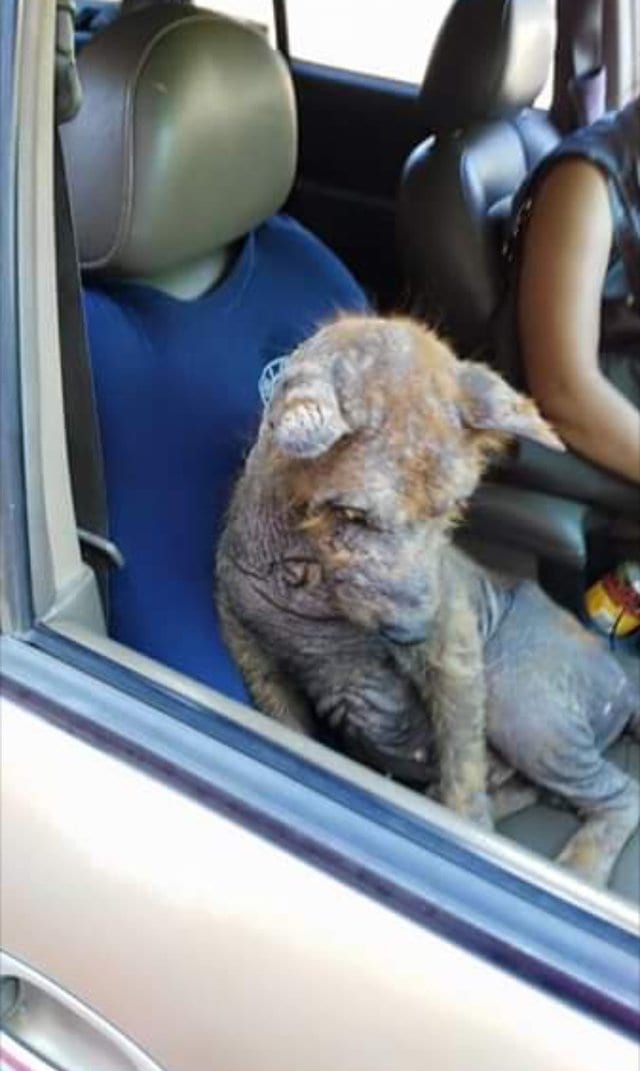 Когда мексиканка нашла под машиной лысого щенка, она решила его спасти. Вы не поверите, в какого красавца он превратился после лечения!