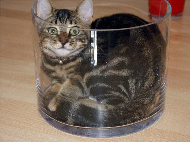 20 неоспоримых доказательств того, что коты - это "жидкость"