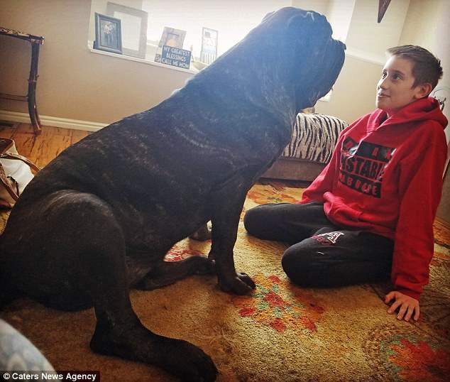 Вот как выглядит самый большой в мире щенок: 82 килограмма и восемь мисок еды