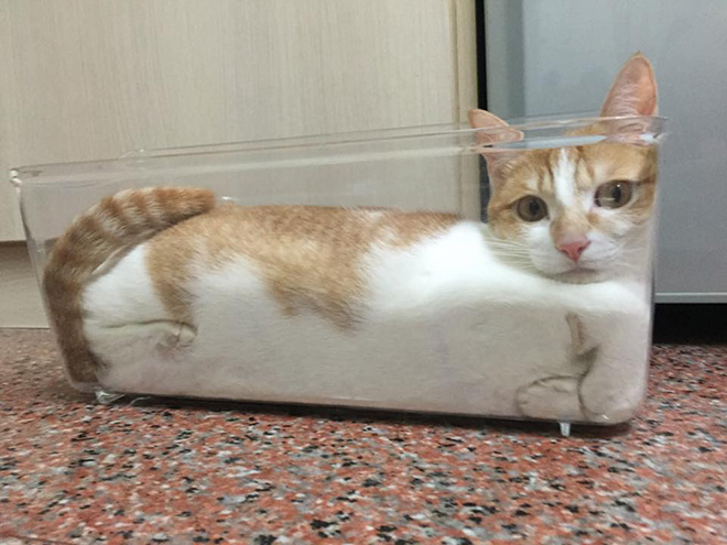 20 неоспоримых доказательств того, что коты - это "жидкость"