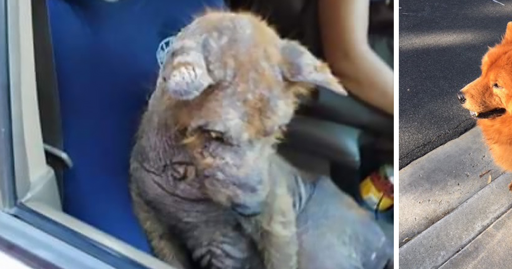 Когда мексиканка нашла под машиной лысого щенка, она решила его спасти. Вы не поверите, в какого красавца он превратился после лечения!