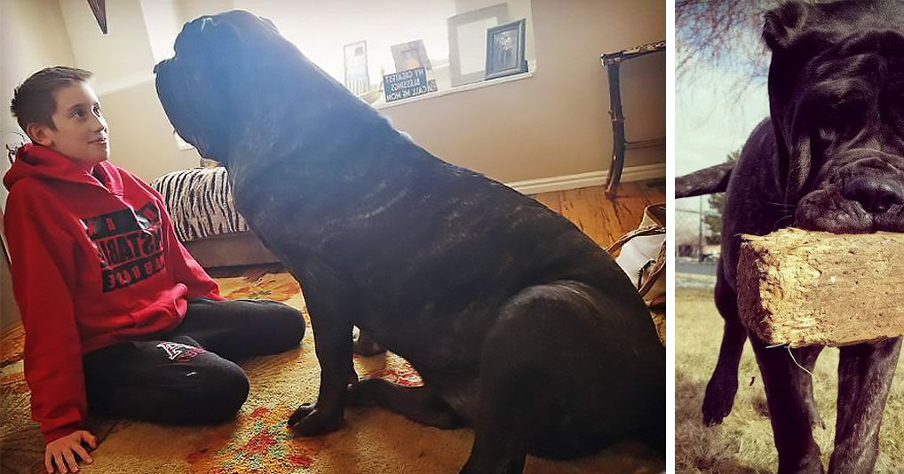 Вот как выглядит самый большой в мире щенок: 82 килограмма и восемь мисок еды