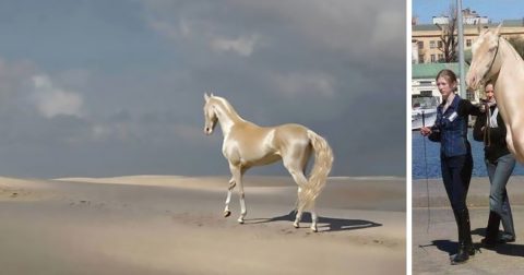 Одна из самых красивых пород лошадей: Ахал-Теке
