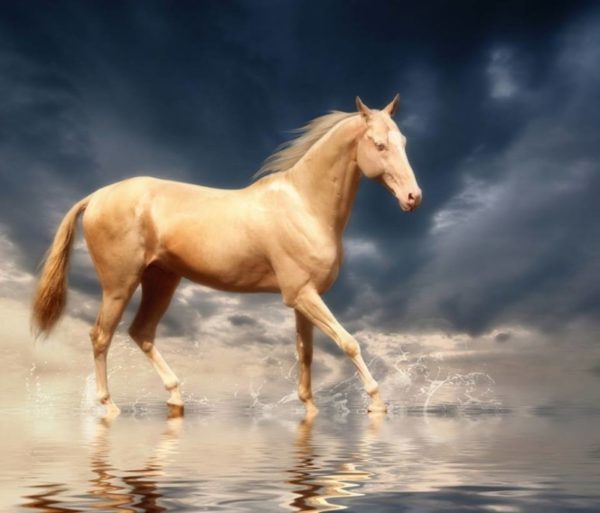 Одна из самых красивых пород лошадей: Ахал-Теке