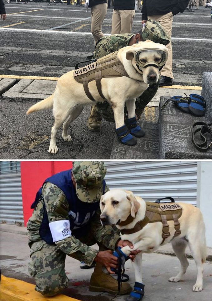 Собаки, которым впору давать медаль героя при жизни