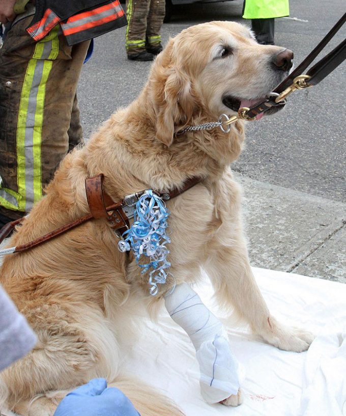 Собаки, которым впору давать медаль героя при жизни