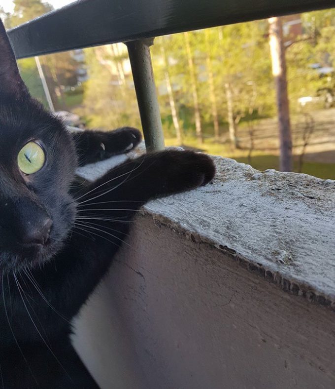 Кота впервые выпустили погулять на балкон. Его эмоции не передать словами!