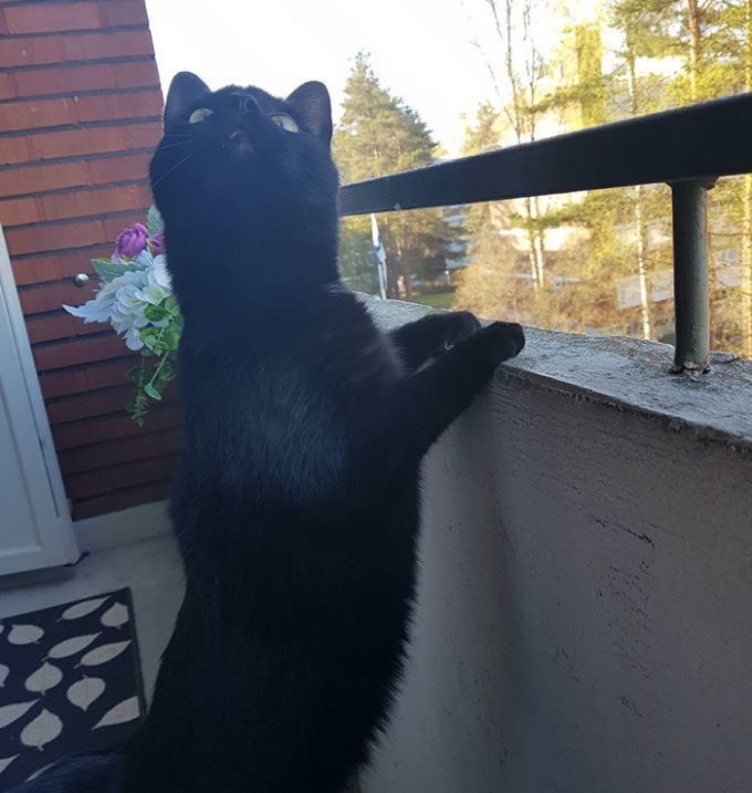 Кота впервые выпустили погулять на балкон. Его эмоции не передать словами!