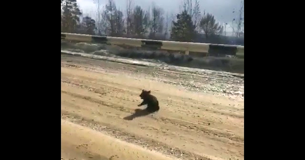 Якутский медвежонок проявил характер и попытался напугать водителя машины
