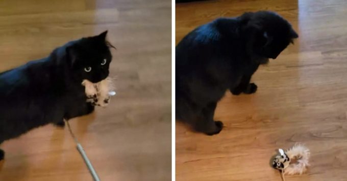 Реакция кота, который наконец-то поймал мышь на палочке, чтобы осознать: всю жизнь его обманывали