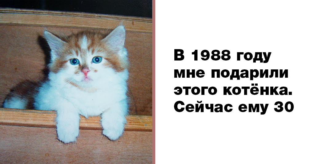 Самый старый кот в мире отметил свое 30-летие
