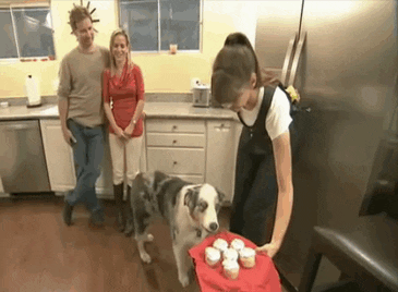 25 забавных собак, которые не могут скрыть своего желания поесть